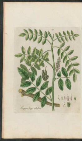127. Glycyrrhiza glabra