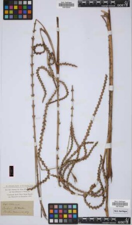 Calamus