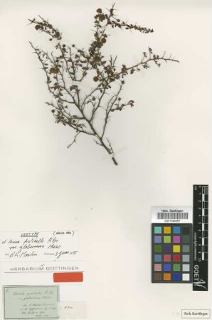 Acacia pulchella R.Br. var. glaberrima Meisn.[isotype]