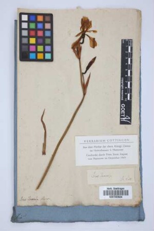 Iris flexuosa