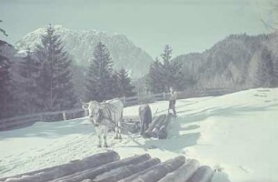 Mittenwald. Holztransport mit einem Ochsenfuhrwerk