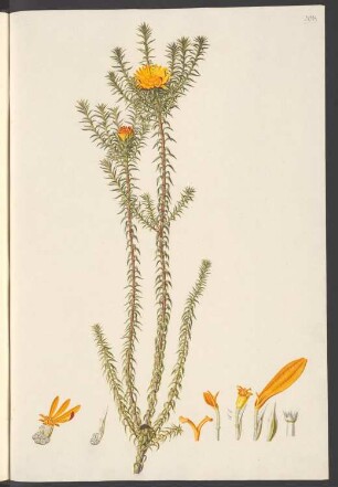 Oedera prolifera, Blatt 293