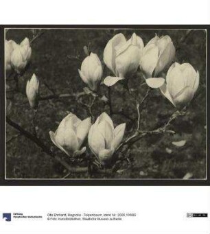 Magnolia - Tulpenbaum