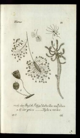 46 1.2.3.) derBusch-Polyp, Vorticella anastatica a.b) der grüne [Polyp], Hydra viridis.