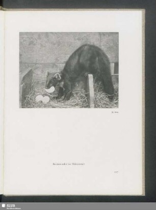 Baummarder im Hühnerstall