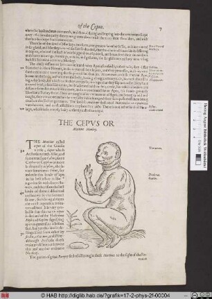 The Chepus Or.