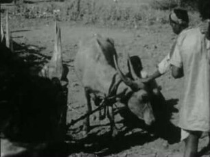Kuttia Kond (Indien, Orissa) - Meriah-Büffelopfer