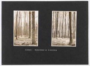 Referenzmappe 3/17 des Fotografen Walter Möbius : Mappenblatt 6 mit zwei Fotografien (Buchenbestand am Großen Winterberg)
