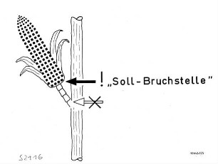 "Soll-Bruchstelle" bei Körnermais