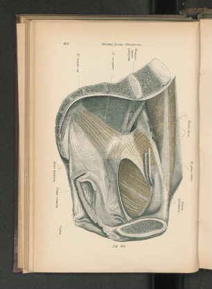 Fig. 534. Recessus fasciae obturatoriae.