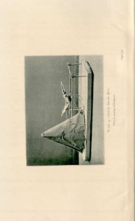 Plate 4. - Pigeon decoy hut