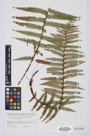 Dryopteris affinis affinis (Lowe) Fraser-Jenkins