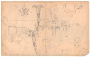 Skizzenblatt : Skizzen von Blüten der Glockenblume; Gesichter; weitere Blüten; handschriftliche Anmerkungen