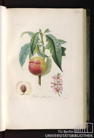Pl. XXV. Pêcher à fleurs frisées.