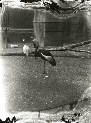 Leipzig. Zoologischer Garten. Vogelflugkäfig (1928) mit Grauem, Jungfern- und Pfauenkranich