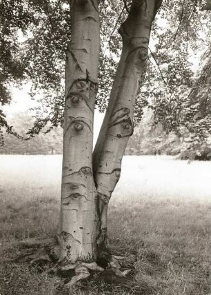 Rotbuche (Fagus sylvatica) im Großen Garten in Dresden. stamm mit Gabelbildung