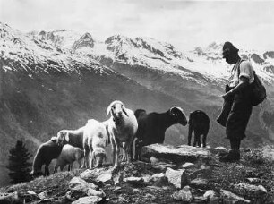 Schafherde und Schäfer im Ötztal