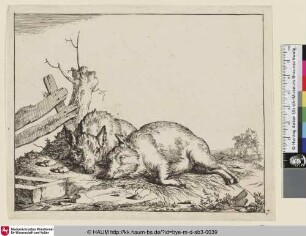 [Deux cochons couché près d'une haie qu'on voit en parti sur la gauche; Zwei liegende Schweine vor einem Baumstumpf neben einem Zaun]