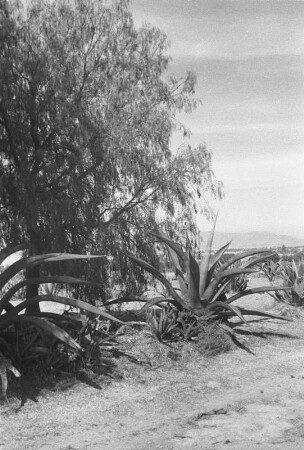 Bei Mexiko-Stadt (Lateinamerika-Aufenthalte 1934/1942 – 5. Mexiko 1937)