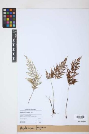 Asplenium fragrans Sw.