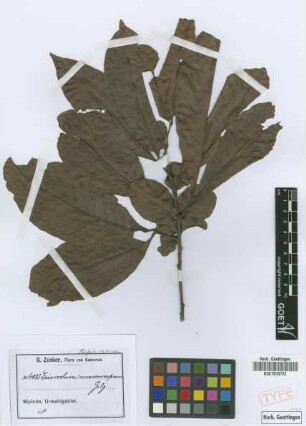 Eriocoelum macrocarpum Gilg ex Radlk. [syntype]