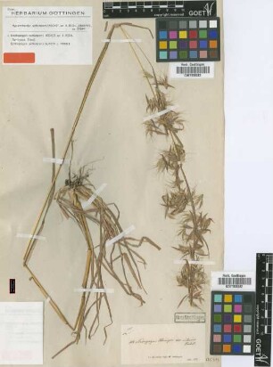 Andropogon schimperi Hochst. ex A.Rich. [Isosyntype]
