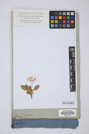 Primula marginata