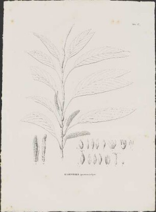 Tab. 17. Geonoma pycnostachys