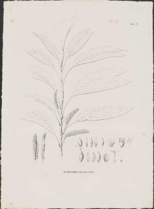 Tab. 17. Geonoma pycnostachys