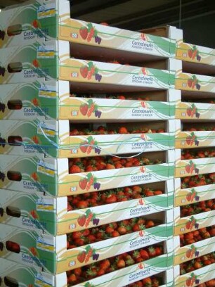 Erdbeeren in Kisten