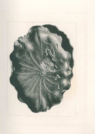 [Kobon. (Lacquer, No. 301)]