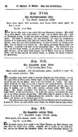Cap. XVIII. Die Nordamericanische wollichte Eller. Betula alnus rugosa. du Roy.