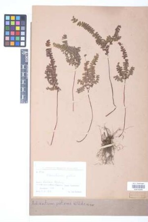 Adiantum patens Willd.