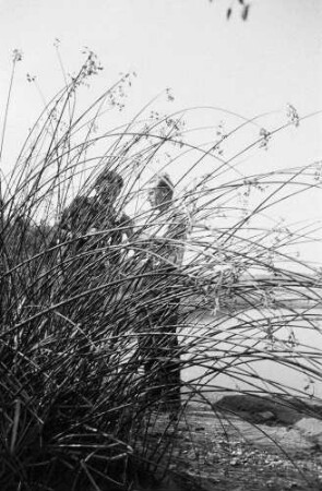 Ufergras. Vielleicht Strandhafer