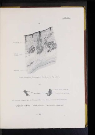 Organon auditus. Auris externa. Membrana tympani.