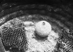 Bienen
