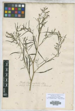 Atriplex