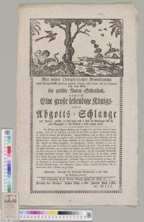 Eine große lebendige Königs- oder Abgotts-Schlange