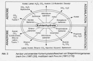 Aerober und anaerober Kohlenhydratstoffwechsel von Silagemikroorganismen (nach DAY 1987 (33)) modifiziert nach PAHLOW (1991) (110))