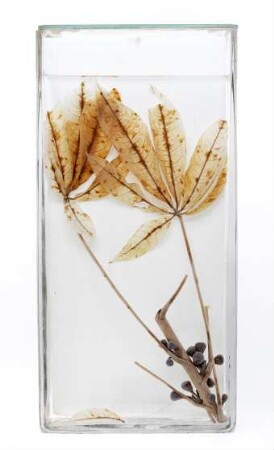 Ceiba pentandra (L.) Gaertn. aus Ostafrika