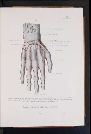 Dorsum manus et digitorum. Arteriae.