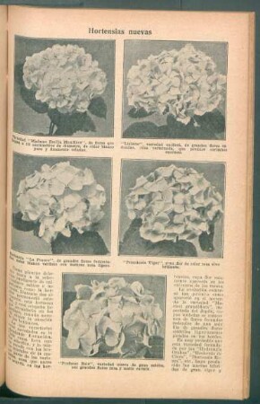 Hortensias nuevas