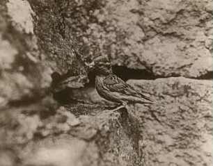 Steinsperling (Petronia petronia L.) vor der Nisthöhle