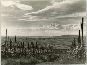 Panoramablick über das Rheintal mit Vogesen