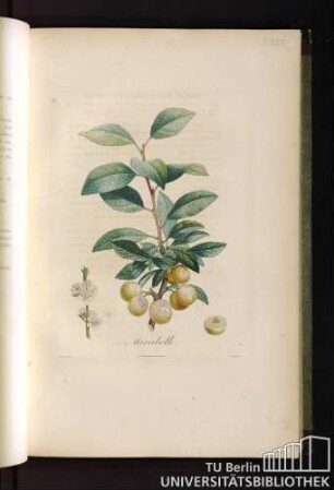 P. XXIX. Mirabelle.