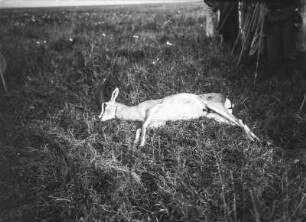 Oryxantilope : Aufnahme einer weiblichen toten Oryxantilope
