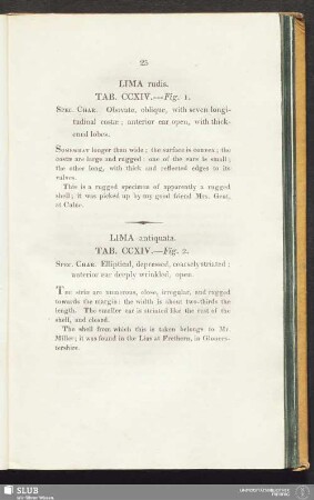 Lima antiquata. Tab. CCXIV. --- Fig. 2