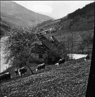 Schwarzwaldhaus mit Kuhweide