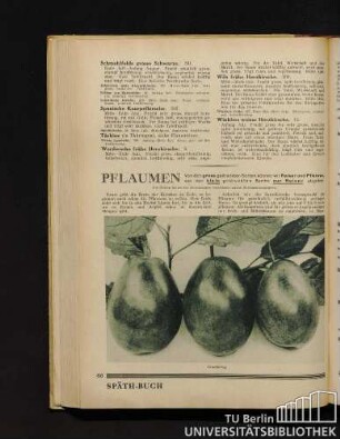 Pflaumen