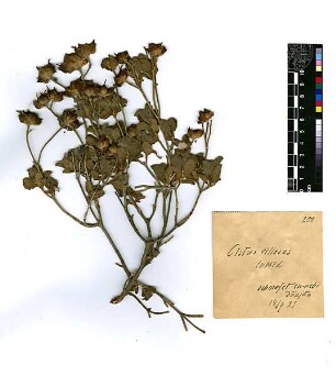 Cistaceae Cistus villosus Linné, Carl von (1707 - 1778) [scherafet en-nebi Danjan, Schefar'am, Safa 'Amr, Shefa-'Amr, Shfar'am]